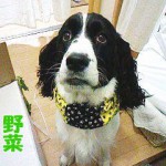 届いた野菜を盗み食いした犬